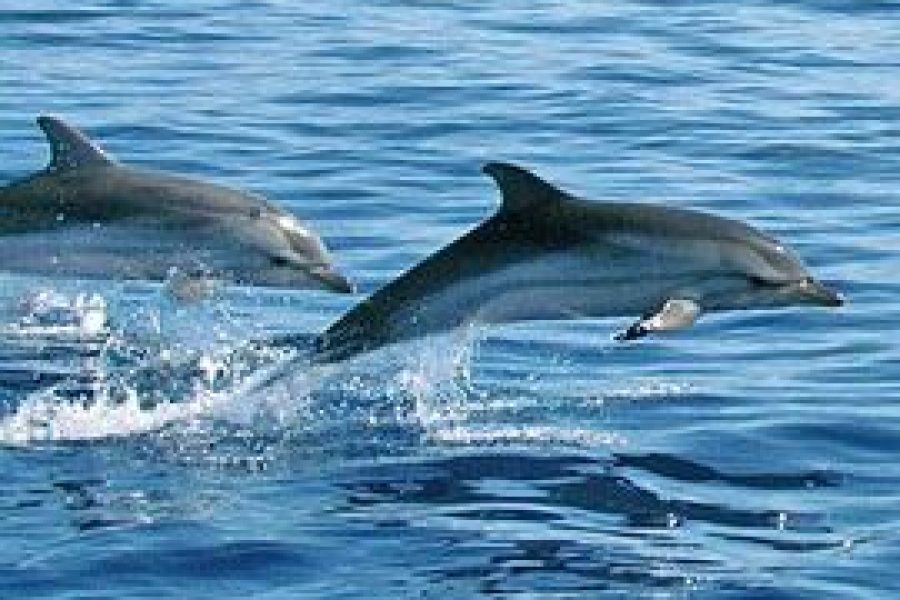 Dolphin Snorkeling Trip and Banana Boat Ride