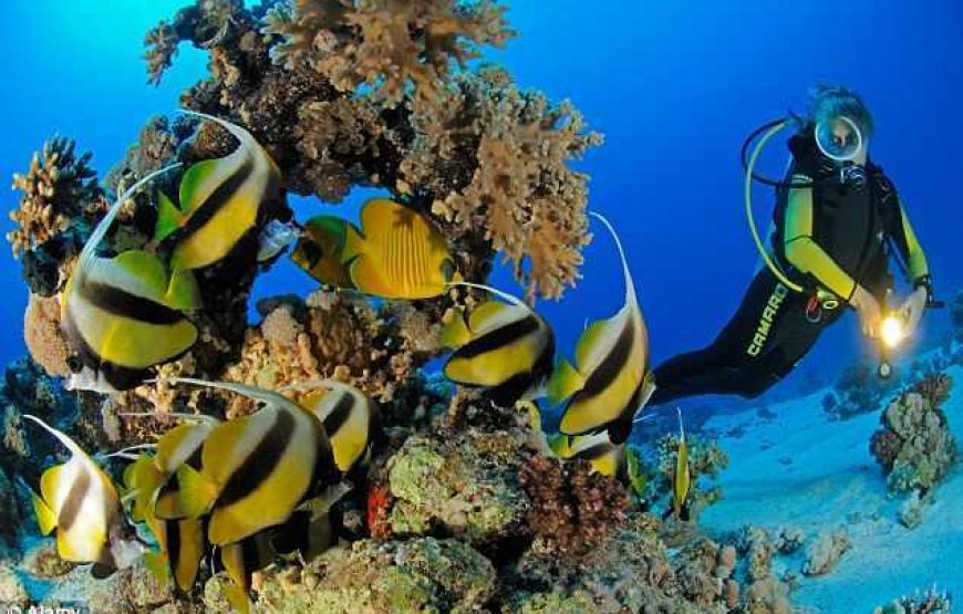 Scuba Diving Adventure Tour with Lunch