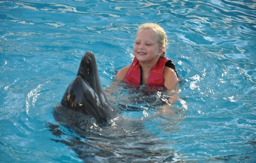 Dolphin Show Tickets and Transfer Way Booking