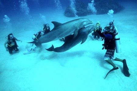 Full-Day Diving Tour