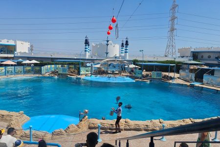 Dolphin Show hurghada